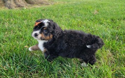 Mini Bernedoodle dogs for sale: Sadie - Image 2