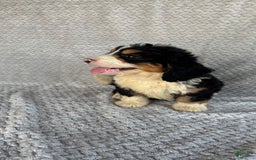 Mini Bernedoodle dogs for sale: Max - Image 5