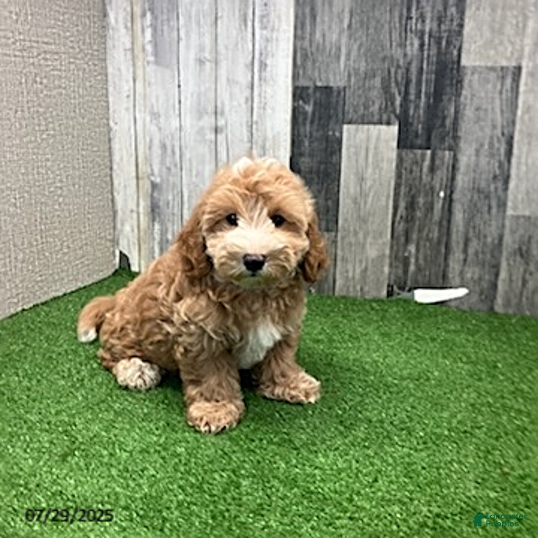 Maltipoo dogs for sale: Jason - Image 4