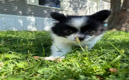Papillon dogs for sale: Grizzle - Image 1