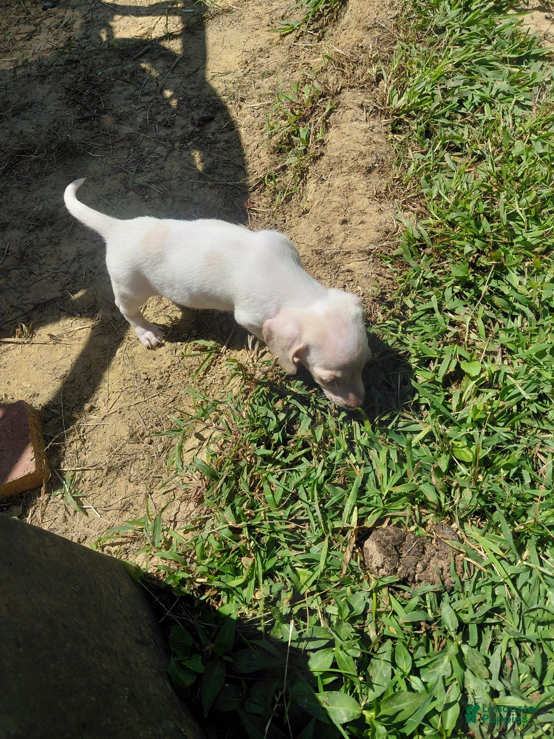 Miniature Dachshund dogs for sale: Dixie - Image 1