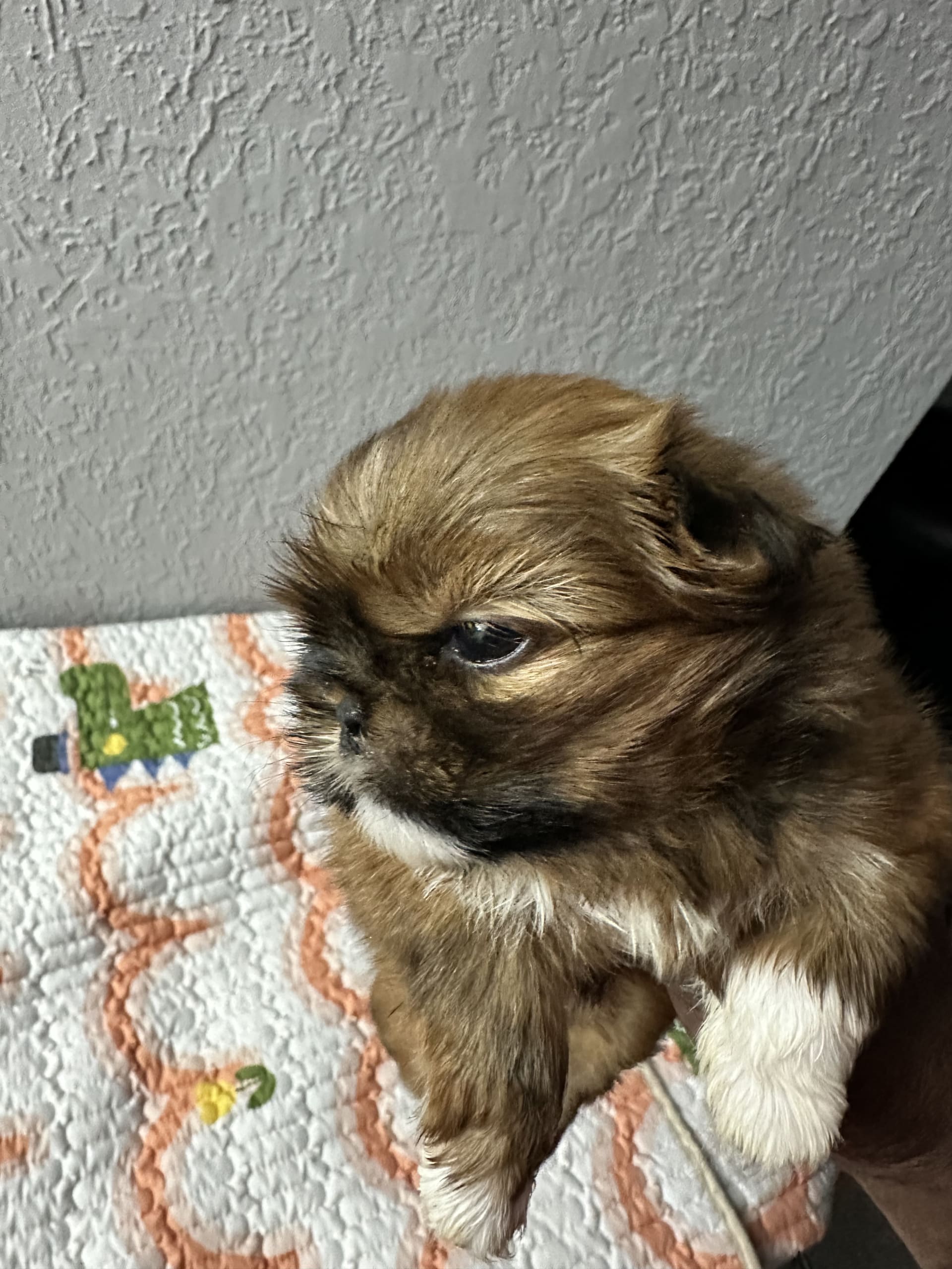 Shih Tzu dogs for sale: Eve - Image 2