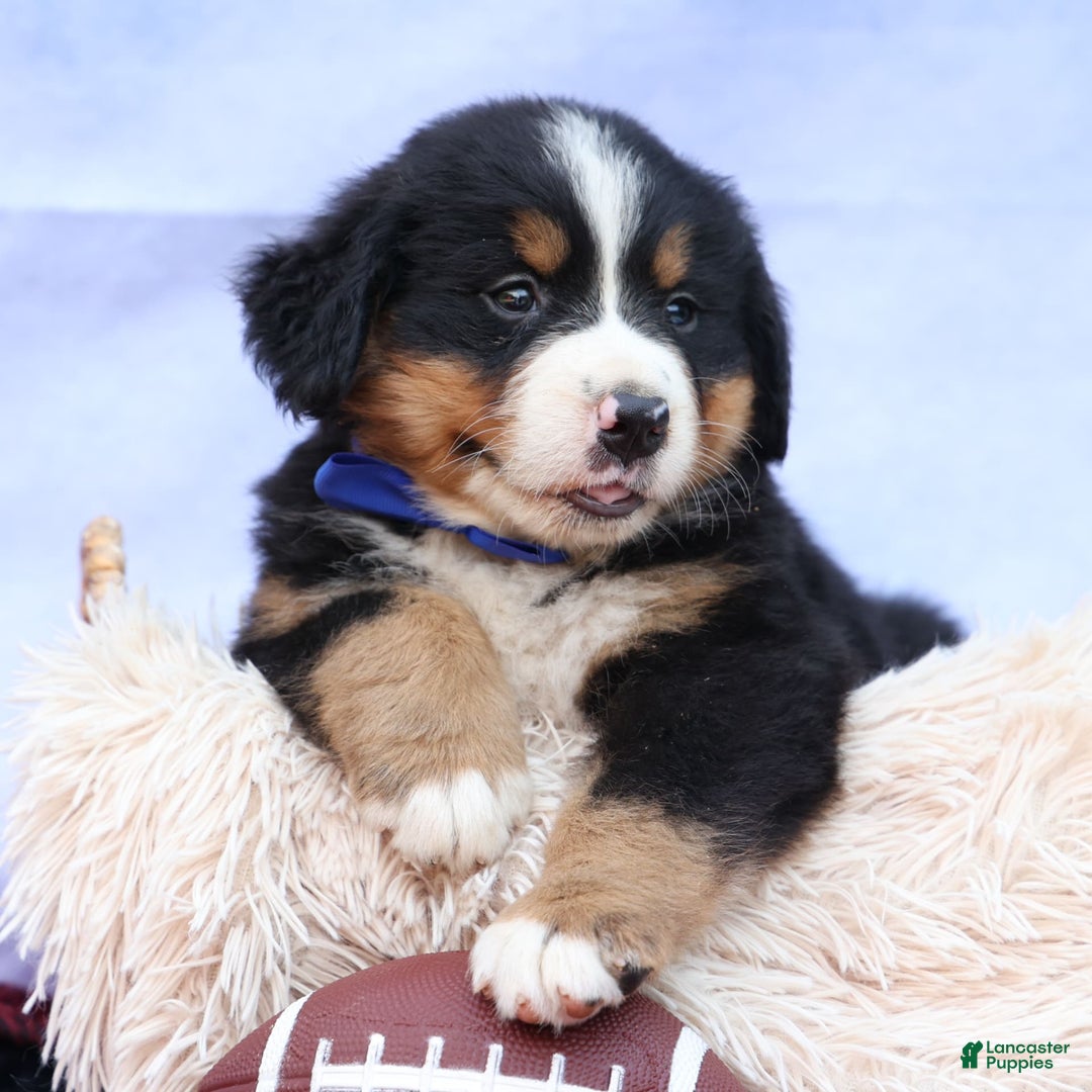 Bernese Mountain Dog dogs for sale: Seth - Image 15