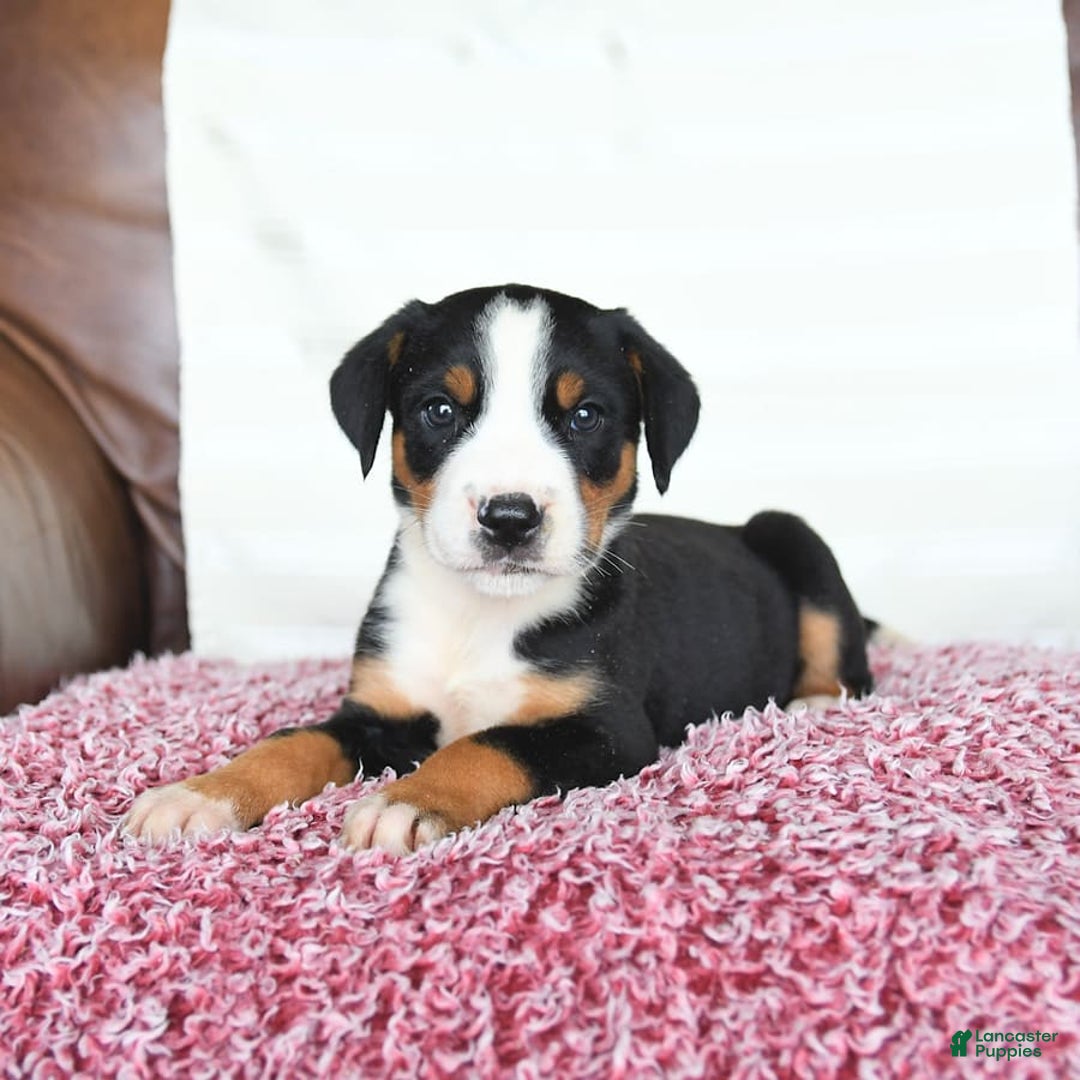 Greater Swiss Mountain Dog dogs for sale: Goldie - Image 13
