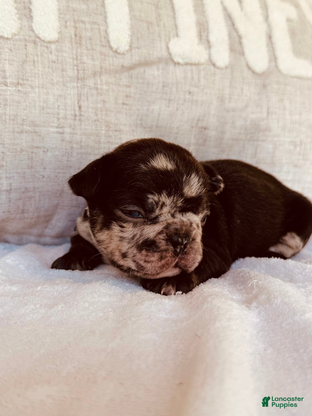 French Bulldog dogs for sale: Hope - Image 4