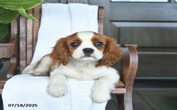 Cavalier King Charles Spaniel dogs for sale: Stacy - Image 5