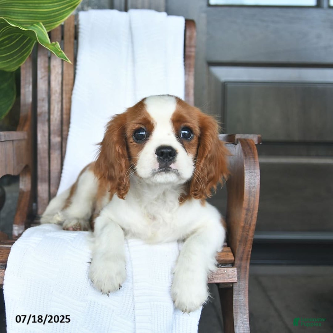 Cavalier King Charles Spaniel dogs for sale: Stacy - Image 5