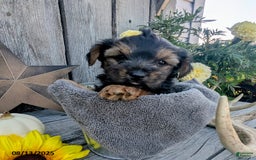 Yorkshire Terrier dogs for sale: Cody - Image 3