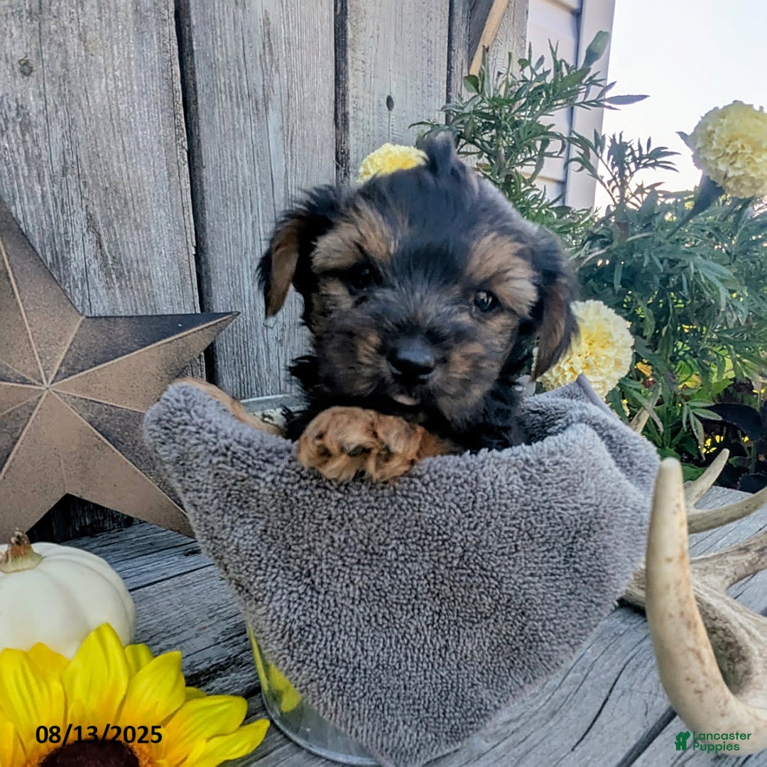 Yorkshire Terrier dogs for sale: Cody - Image 3
