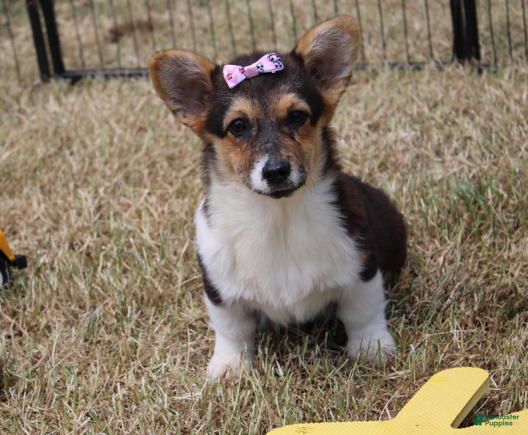 American Corgi dogs for sale: Dacie - Image 1