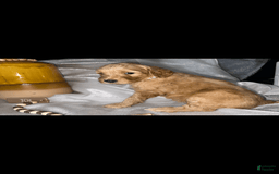 Standard Poodle dogs for sale: Standard Poodle 5 puppies - Image 11