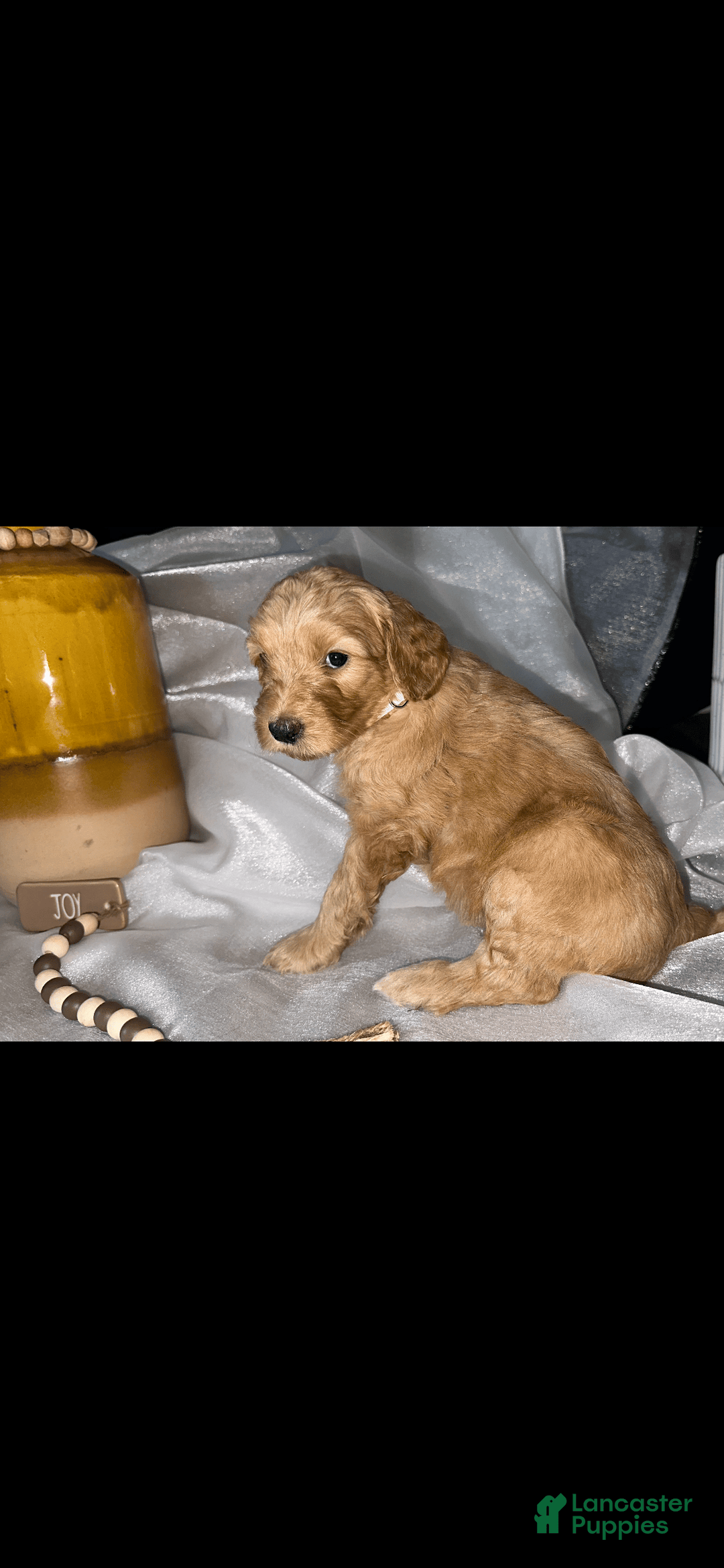 Standard Poodle dogs for sale: Standard Poodle 5 puppies - Image 11