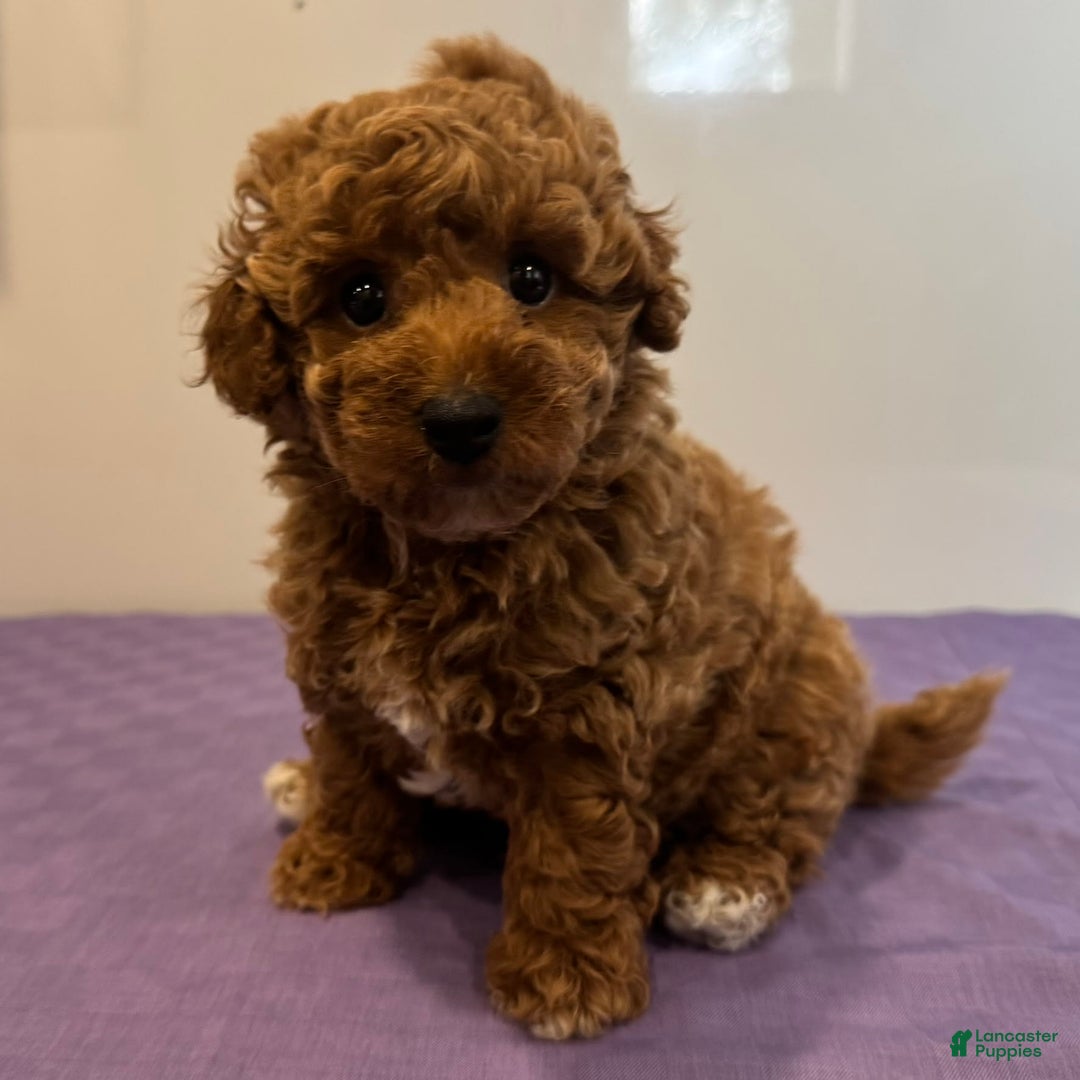 Mini Goldendoodle dogs for sale: Masyn - Image 4