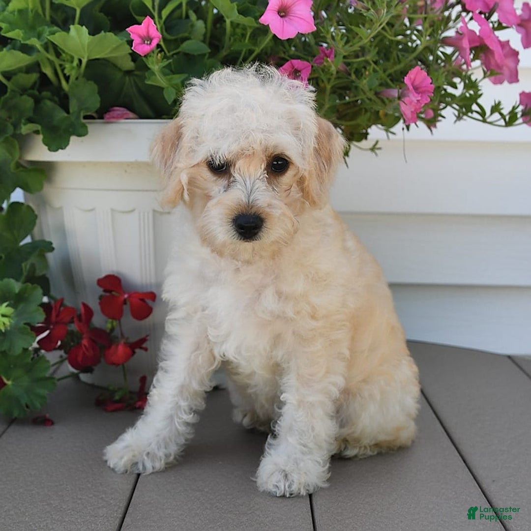 Schnoodle dogs for sale: Stacy - Image 11