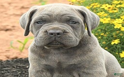 Cane Corso dogs for sale: Ivy - Image 8