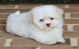 Havanese dogs for sale: Winnie - Image 4