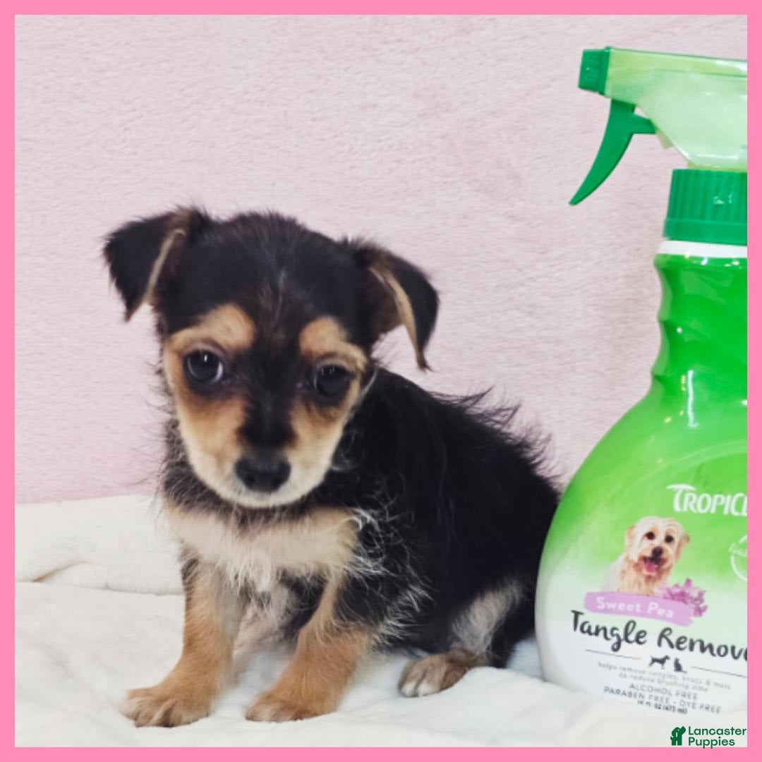 Morkie dogs for sale: Ian - Image 1
