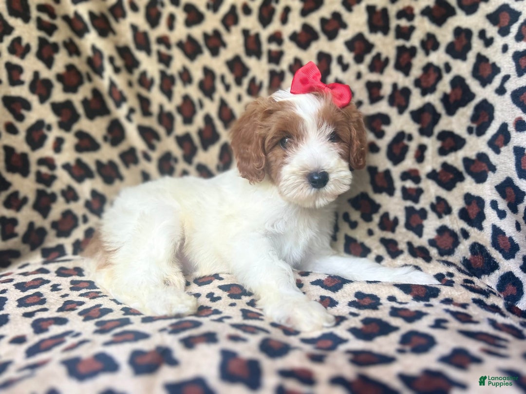 Cavapoo dogs for sale: Shayla - Image 6