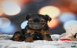 Yorkiepoo dogs for sale: Bingo - Image 8