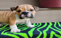 English Bulldog dogs for sale: Reagan - Image 6