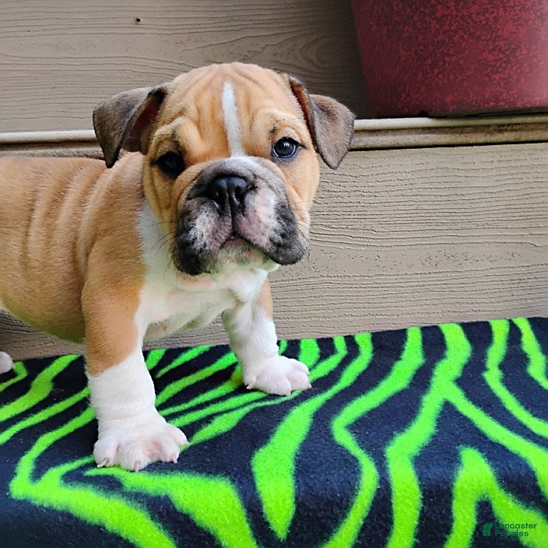 English Bulldog dogs for sale: Reagan - Image 6
