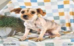 Yorkshire Terrier dogs for sale: Tessa - Image 6