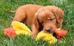 Goldendoodle dogs for sale: River - Image 23