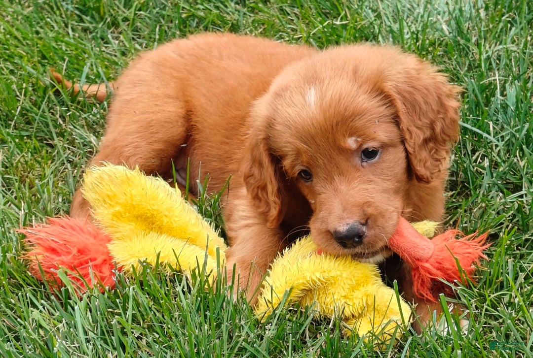 Goldendoodle dogs for sale: River - Image 23