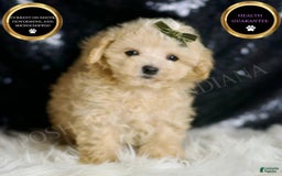 Maltipoo dogs for sale: Cupcake - Image 1