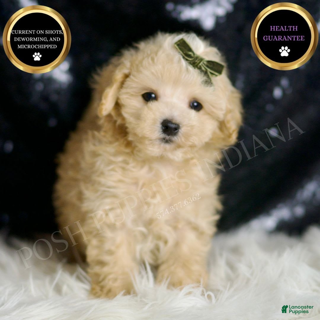 Maltipoo dogs for sale: Cupcake - Image 1