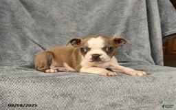 Boston Terrier dogs for sale: Lilac - Image 4