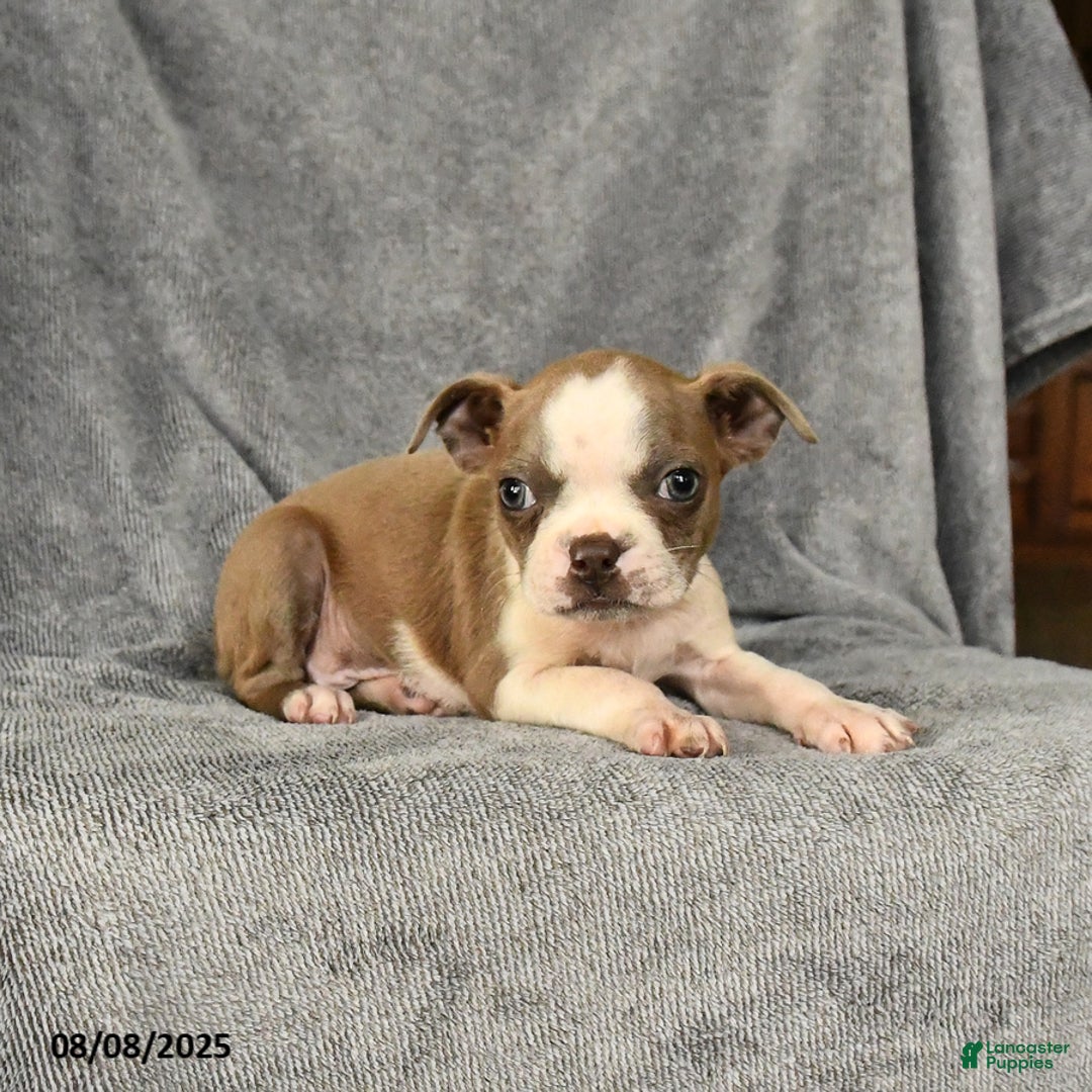 Boston Terrier dogs for sale: Lilac - Image 4