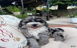  dogs for sale: Mini Goldendoodle 2 puppies - Image 6