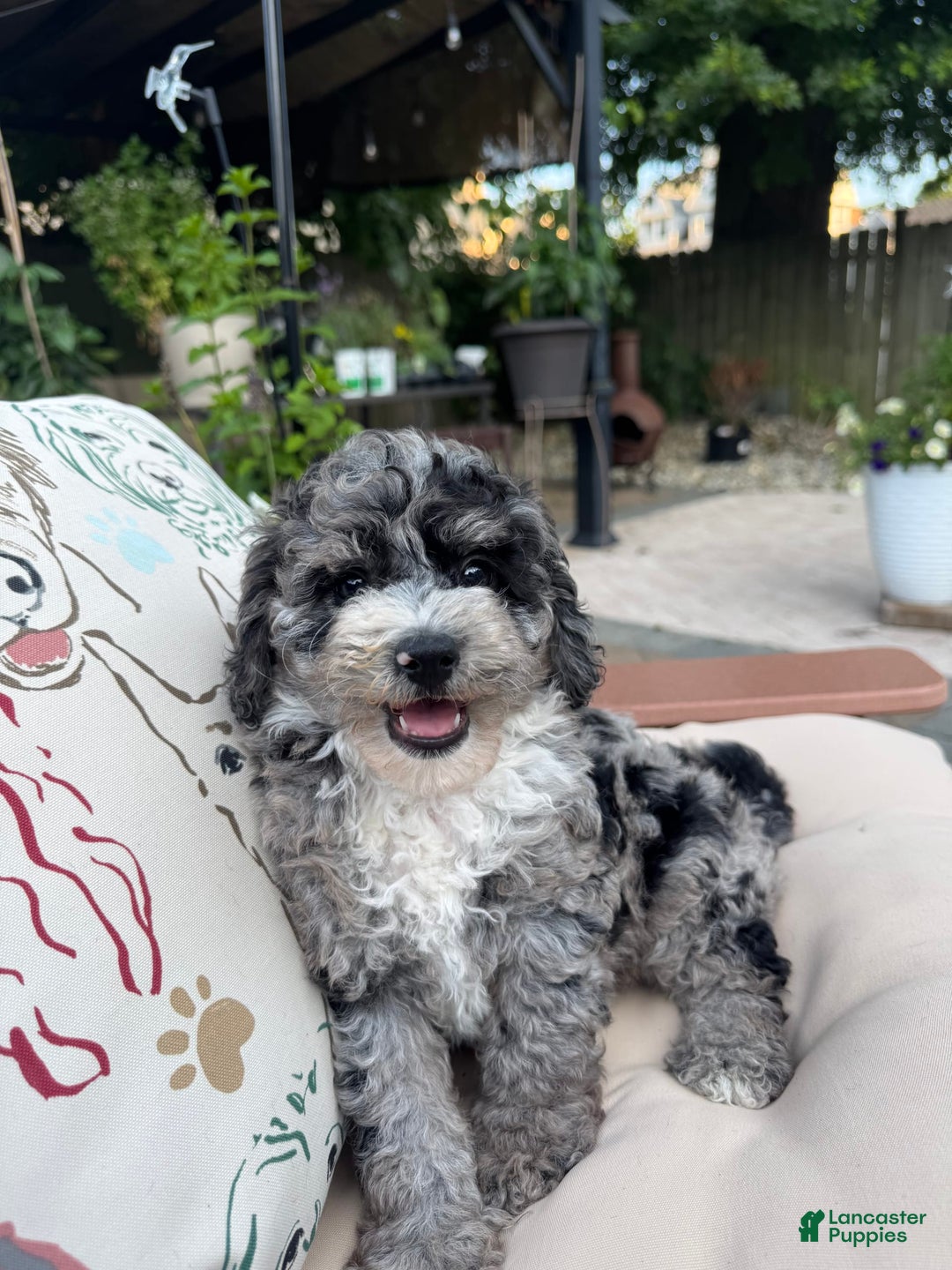  dogs for sale: Mini Goldendoodle 2 puppies - Image 6