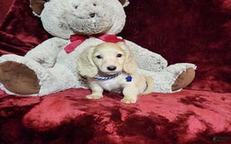 Miniature Dachshund dogs for sale: Tucker - Image 3