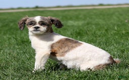 Shihpoo dogs for sale: Anya - Image 20