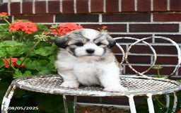 Malshi dogs for sale: Christopher - Image 2