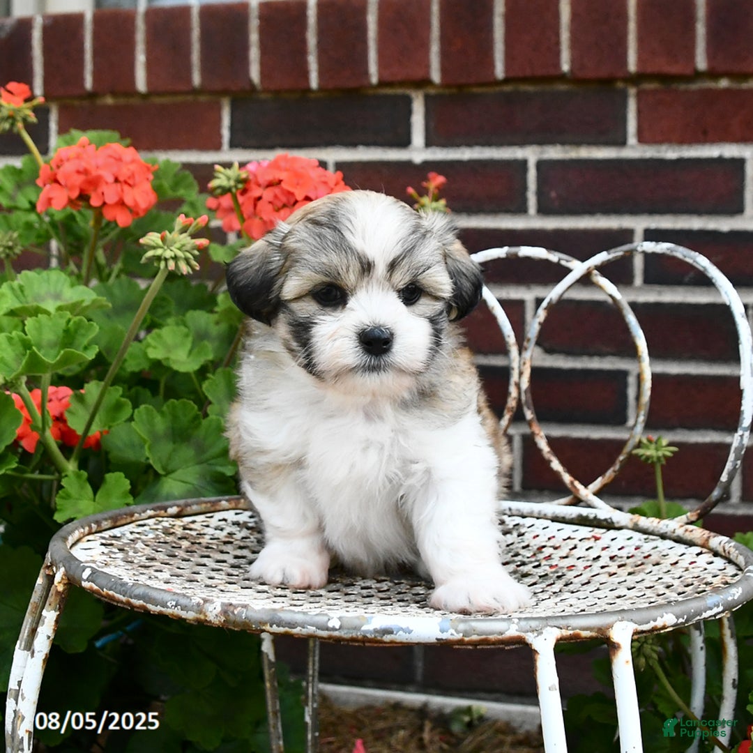 Malshi dogs for sale: Christopher - Image 2
