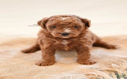 Goldendoodle dogs for sale: Yosemite - Image 3