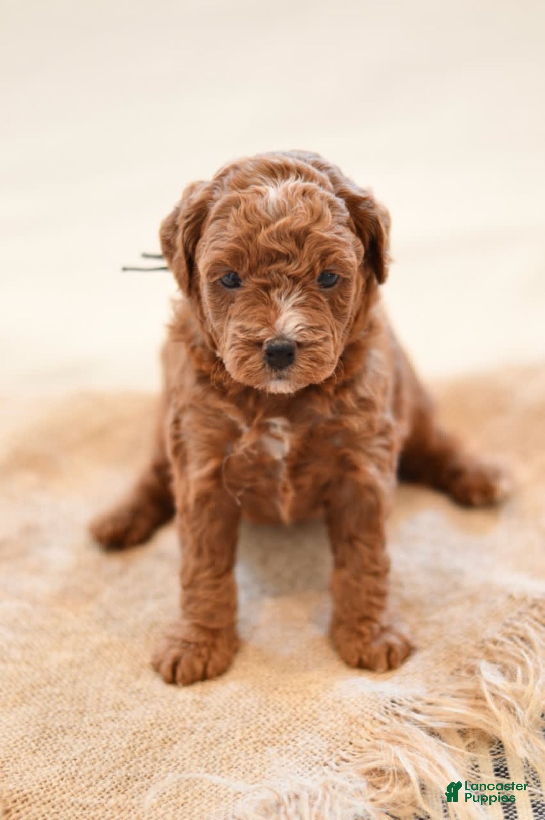 Goldendoodle dogs for sale: Yosemite - Image 3