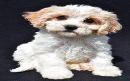 Cavachon dogs for sale: Bell - Image 4