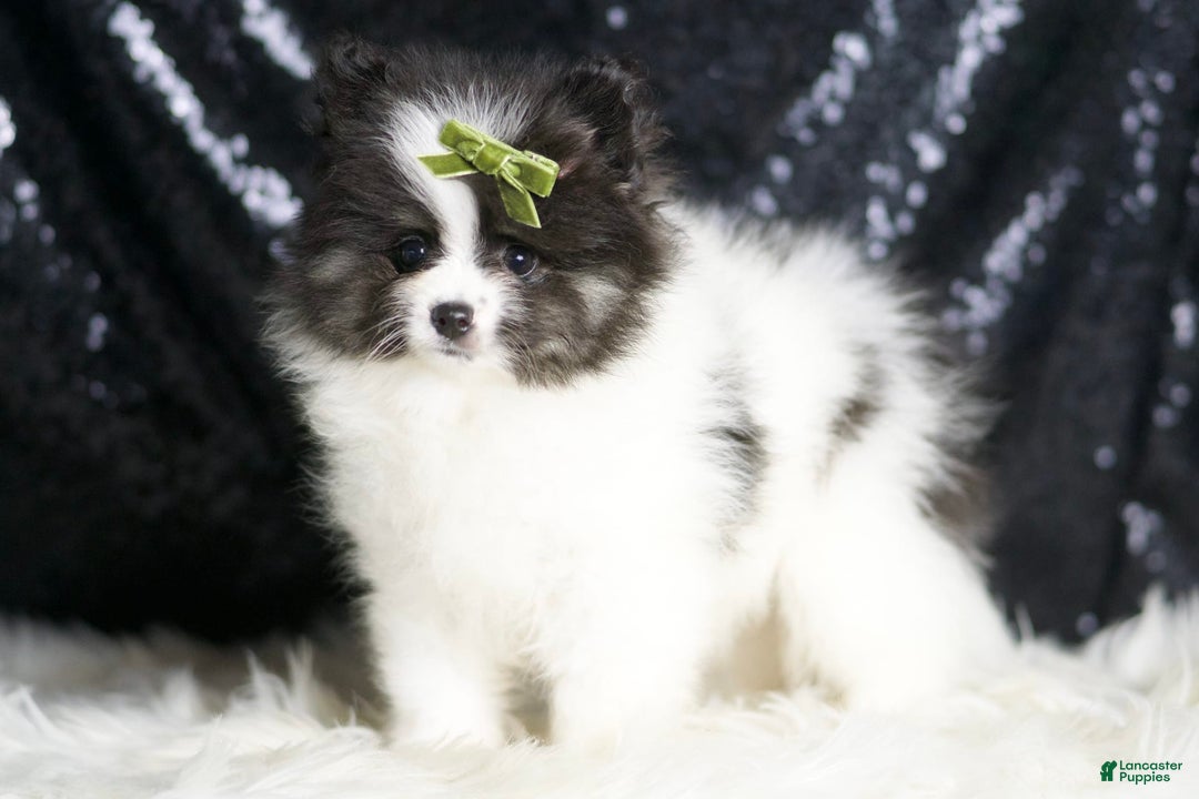 Pomeranian dogs for sale: Bingo - Image 7