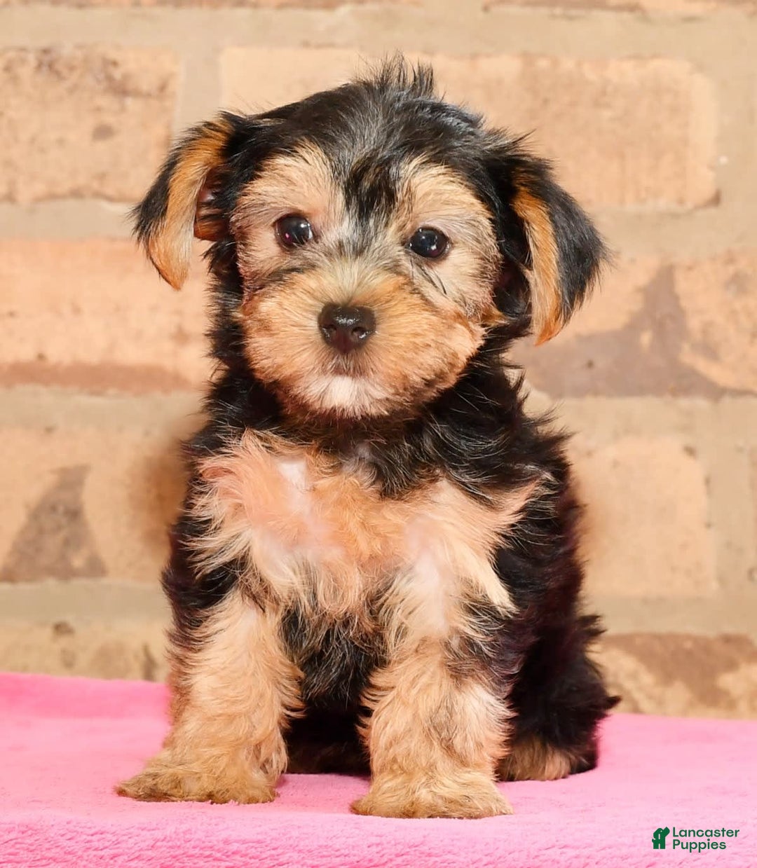Yorkshire Terrier dogs for sale: Angie - Image 8