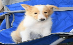 Collie dogs for sale: Parker - Image 8