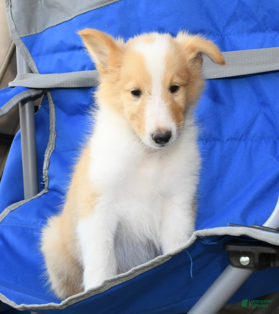 Collie dogs for sale: Parker - Image 8