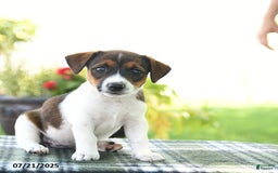 Jack Russell Terrier dogs for sale: Molly - Image 3