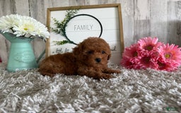 Toy Poodle dogs for sale: Grace - Image 2