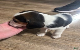 Beagle dogs for sale: Cooper - Image 1