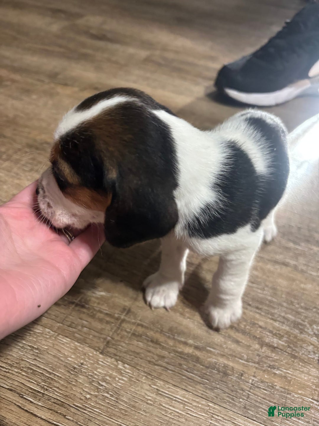 Beagle dogs for sale: Cooper - Image 1