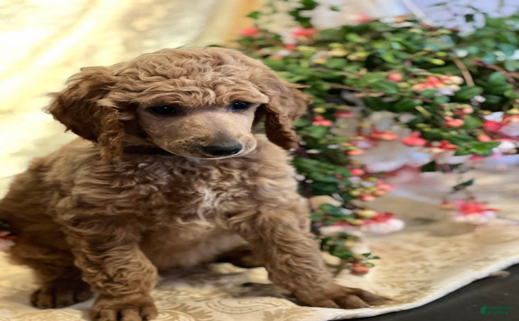 Standard Poodle dogs for sale - Ad 4